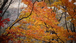 紅葉狩りに行き...