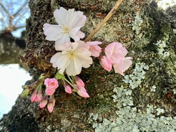 こちらの桜は、...