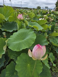ハスの花を見に...