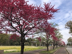 お花見の途中で...