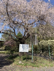 そろそろ滝桜が...