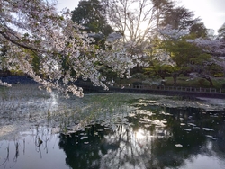 散りゆく桜の、...