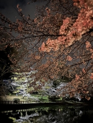 夜桜を見に行っ...