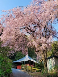 桜と菜の花が綺...