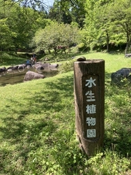 サワガニを探し...