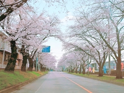 昨年よりは随分...