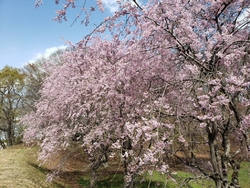 勝山公園を散歩...