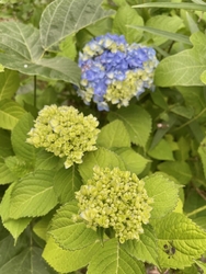 今朝も朝のウォ...