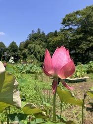 蓮の花が咲いて...