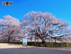 お天気もよくい...