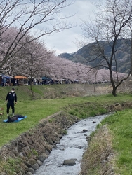 こちらの桜並木...
