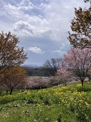 桜と菜の花を見...