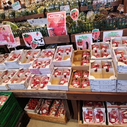 春の切り花が欲...