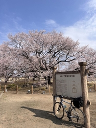 桜まつり開催中...