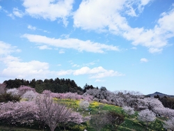 家族で桜を見に...