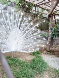息子が行ってみ...