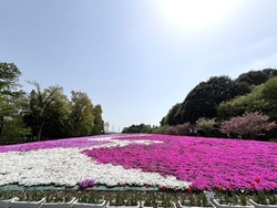 市貝町の芝ざく...