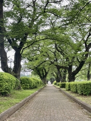 朝のウォーキン...