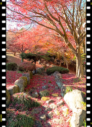 紅葉の名所です...