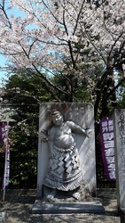 濃いピンク色し...