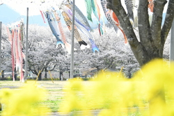 こいのぼりがキ...