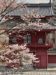 この日の桜は6...
