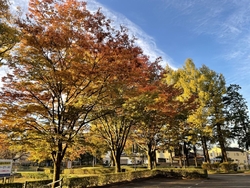 長い秋雨でした...