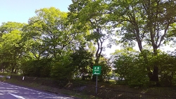まだ濃い緑色に...
