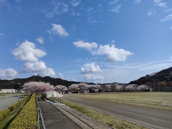 ソメイヨシノは...