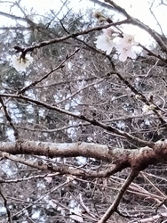 冬桜のコブクザ...