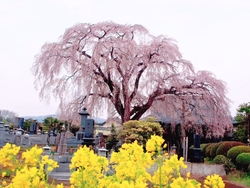 益子町を代表す...