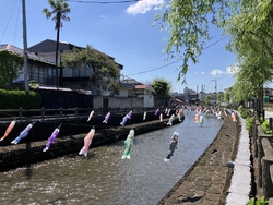 巴波川の鯉のぼ...