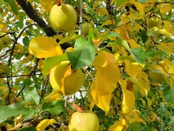 ここ数年、菊地...