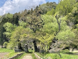 桜を見に来てか...