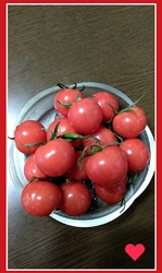 この時期のトマ...