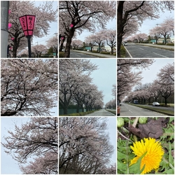 桜の開花が気に...