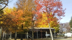 紅葉がきれいだ...