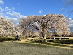 那須塩原市の桜...