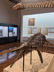 特別展“海の王...