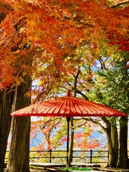 今年の紅葉も美...