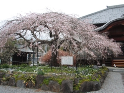 しだれ桜には少...