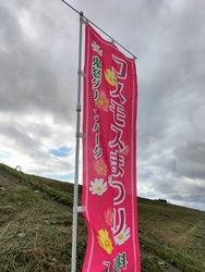 コスモス❁の季...