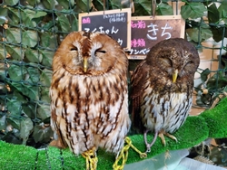日々のストレス...