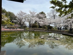 お花見に初めて...