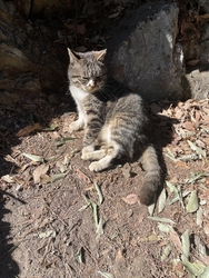 猫が沢山いる神...
