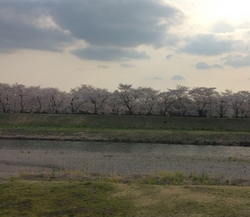 公園内、黒川沿...