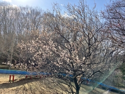 こちらの公園は...