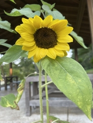 朝のウォーキン...