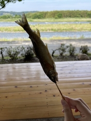 鮎3尾1200...