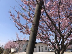 駐車場にはたく...